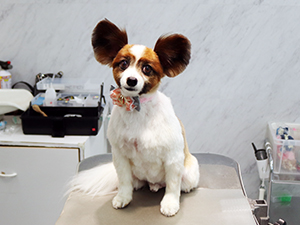 神奈川に近い東京町田のブリーダーKAKOでトリミングしたパピヨン